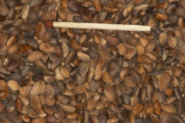 Blattner Graine de Pin D’alep Grand 5kg (Kiefernsamen grob - weichschalig)
