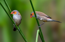 Blattner Waxbill Finches Special 2,5kg (Astrilden-Spezial)