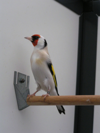 Blattner Goldfinch Major Light 5kg NeW!! (Stieglitz-Major-Light)