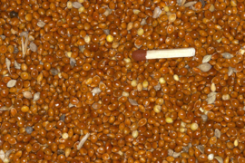 Blattner Graines de Millet Rouge5kg (Rote Hirse )