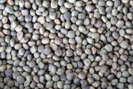 Blattner Vetch Seeds 5kg (Wicken)