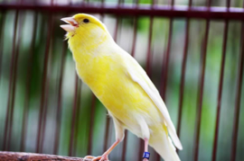 Blattner Singing Canary Special 15kg (Gesangskanarien-Spezial)