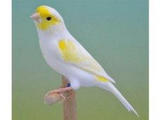 Mosaic canary