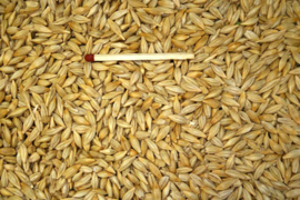 Blattner Barley Seed Extra 1kg (Gerste extra)