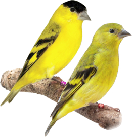 Blattner Siskin Ia 1kg (Zeisig Ia)