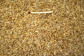 Blattner Avena Pelata 1kg (Hafer geschält)