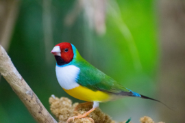 Blattner Gouldian Finch Breed Special 5kg (Amadinen-Zucht-Spezial (Goulds)