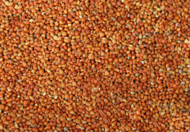 Blattner Graines de Millet Manna 1kg (Mannahirse chin. - Rote Finkenhirse)