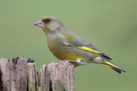 Blattner Wildzang Extra Zonder Raapzaad 5kg (Waldvogel-Extra ohne Rübsen)