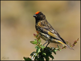 Blattner Girlitz V Cini/Red-fronted Canary 2,5kg (Girlitz V für Rubsengirtlize)