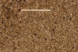 Blattner Canary Seed 5kg (Kanariensaat )