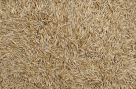 Blattner Semi di Festuca Rossa 1kg (Rotschwingelgras)