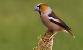 Blattner Germinating Seeds Hawfinch/Grosbeak 5kg (Keifutter für Kernbeißer u.ä.)