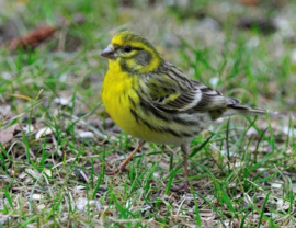 Blattner Girlitz III European Serin 2,5kg (Girlitz III Sonnenblumengirlitze)