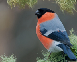 Blattner Bullfinch I 2,5kg (Gimpel I)