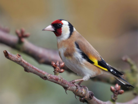 Blattner Distelvink Majoor Speciaal 2,5kg (Stieglitz-Major-Spezial)