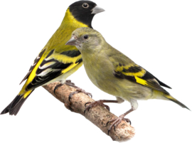 Blattner Siskin IV 1kg (Zeisig IV)