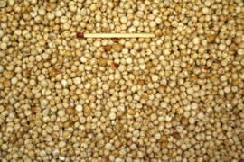 Blattner Dari Seed 1kg (Dari)