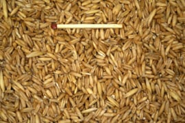 Blattner Graines de Avoine Décortiquée Germer 5kg (Nackthafer keimfähig)