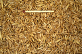 Blattner Avena Pelata Germinabili 1kg (Nackthafer keimfähig)