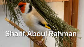 Blattner `Sharif` Breedmixture Goldfinch Major 15kg (Sharif Breedmix Major)