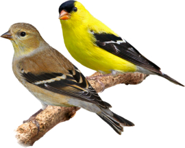 Blattner American Goldfinch/Black-headed Siskin Special 1kg (Zeisig - Schwarzbrust - Spezial)