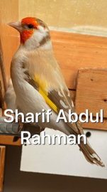 Blattner `Sharif` Breedmixture Goldfinch Major 15kg (Sharif Breedmix Major)