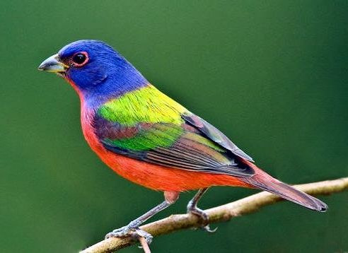 Van God heel neef Blattner Amerikaanse Kleurvinken 1kg (Farbfinken-Spezial) | Tropische vogels  | Blattner