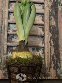 Hyacint met bol | Groen