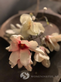Magnolia tak | licht roze
