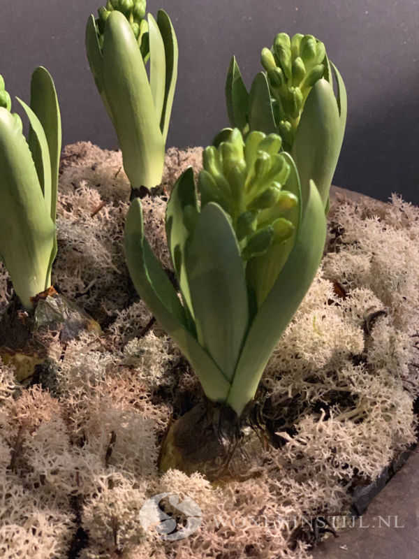 Hyacint met bol | Groen