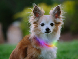 Luxe Lichtgevende MINI Led Honden Halsband Oplaadbaar