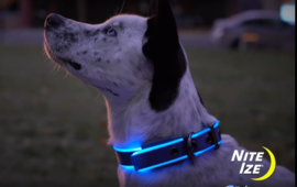 Night Dog Lichtgevende LED Honden Halsband Blauw - Maat M