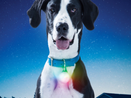 Oplaadbare Multicolor Lichtgevende Led Honden Halsbandlamp Oplaadbaar