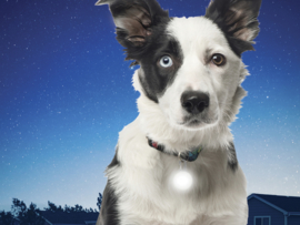 Mini Lichtgevend Honden Halsband Lampje Riemlicht Wit