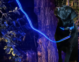 Night Dog Lichtgevende LED Honden Halsband Blauw - Maat S