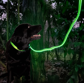 Night Dog Lichtgevende LED Hondenriem Geel