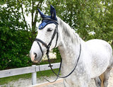 Oornetje Covalliero F/S 18 Blauw