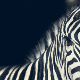 Dark zebra