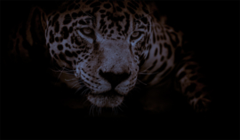 Angry jaguar