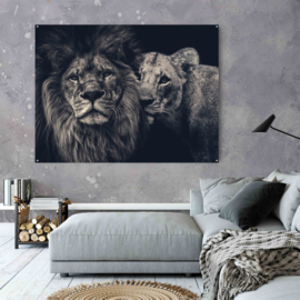 Lion couple op aluminium dibond, 140x110cm zonder ophangsysteem