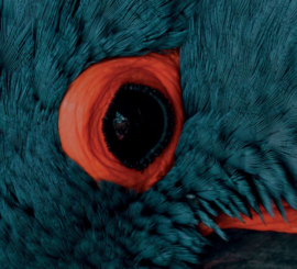 Rond schilderij van de blauwe ara papegaai