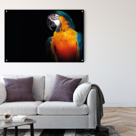 Macaw parrot