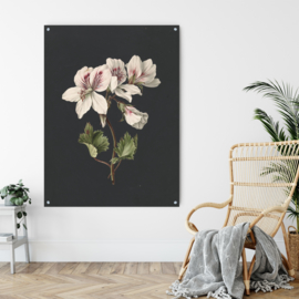 ​Dubbelzijdige kunst: Pelargonium met het schitterende boeket met bloemen