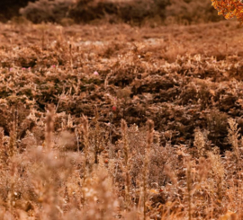 Schotse hooglander bij herfst