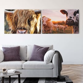 ​Dubbelzijdige kunst: Weiland vol koeien met een close up van een Schotse hooglander