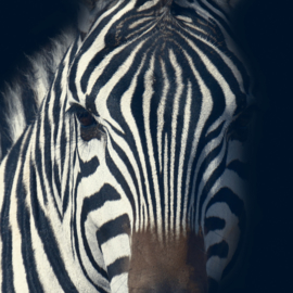 Dark zebra