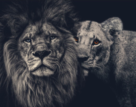 Lion couple - Custom