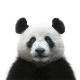 Portret van de Pandabeer