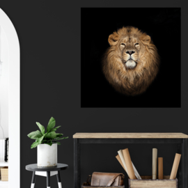 Portret van een leeuw tegen zwarte achtergrond